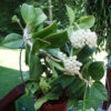 Hoya Pachyclada Plant