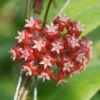 Hoya Affinis Plant