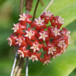 Hoya Affinis Plant