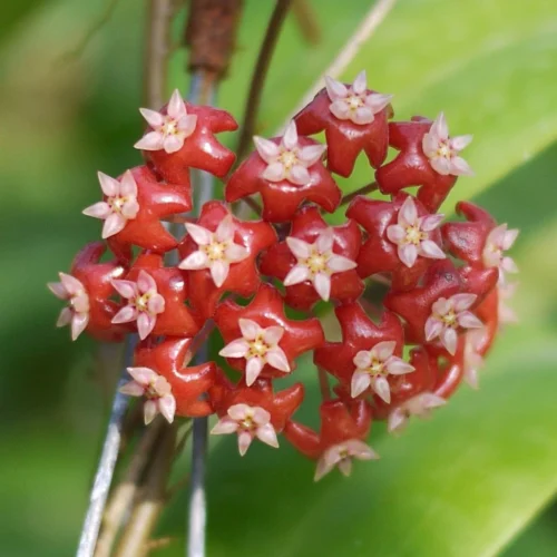 Hoya Affinis Plant