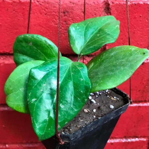 Hoya Balaensis Plant -Plant Life Decor Shop Hoyabalaensis 1