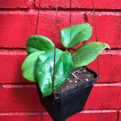 Hoya Balaensis Plant -Plant Life Decor Shop Hoyabalaensis