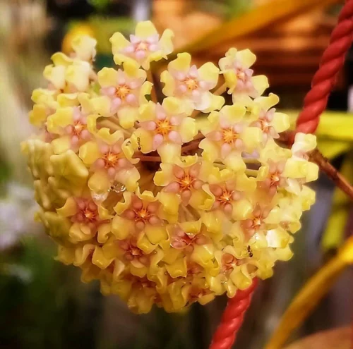 Hoya Balaensis Plant