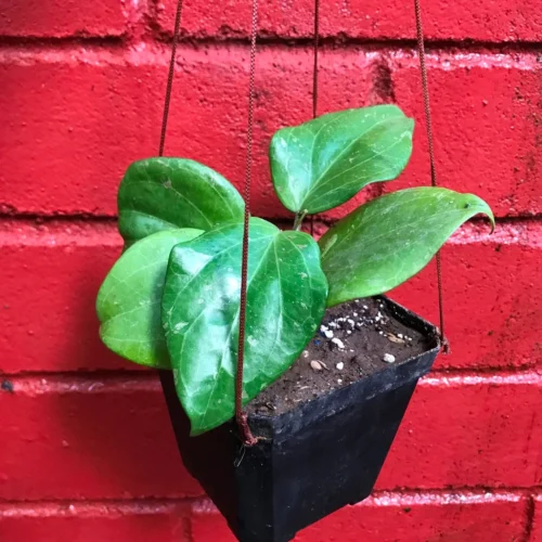 Hoya Balaensis Plant -Plant Life Decor Shop Hoyabalaensis