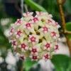 Hoya Bulusan Plant