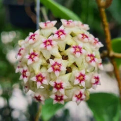 Hoya Bulusan Plant