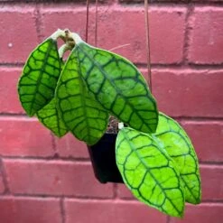 Hoya Callistophylla Plant -Plant Life Decor Shop Hoyacalistophylla 1