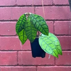 Hoya Callistophylla Plant -Plant Life Decor Shop Hoyacalistophylla