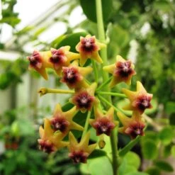 Hoya Cumingiana Plant