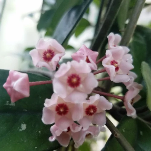 Hoya Dasyantha Plant