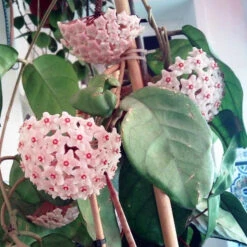 Hoya Fungii Plant 7 Hoya Fungii Plant -Plant Life Decor Shop Hoyafungii 3
