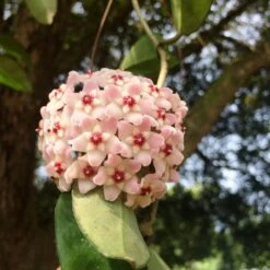 Hoya Fungii Plant