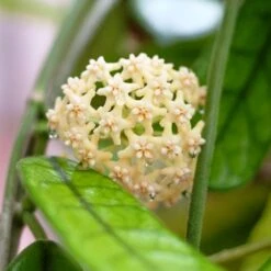 Hoya Globulosa Plant