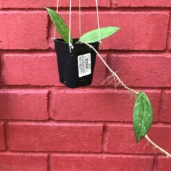 Hoya Hanhiae Pink Plant -Plant Life Decor Shop HoyahanhiaePink 1