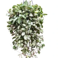 Hoya Heuschkeliana 'Variegata' Plant