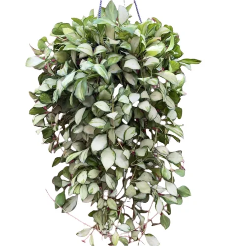 Hoya Heuschkeliana 'Variegata' Plant