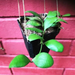 Hoya Heuschkeliana Yellow Plant -Plant Life Decor Shop Hoyaheuschkeliana 1