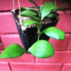 Hoya Heuschkeliana Yellow Plant -Plant Life Decor Shop Hoyaheuschkeliana 2