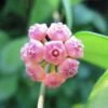 Hoya Heuschkeliana Pink Plant