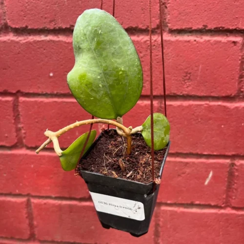 Hoya Icensis Plant -Plant Life Decor Shop Hoyaicensis