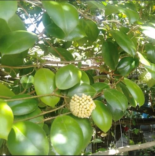 Hoya Incrassata Plant -Plant Life Decor Shop Hoyaincrassata 2