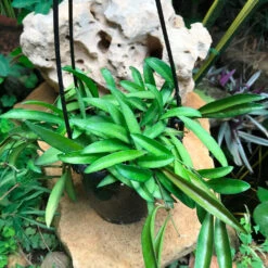 Hoya Kentiana Green Plant -Plant Life Decor Shop Hoyakentiana Green 1