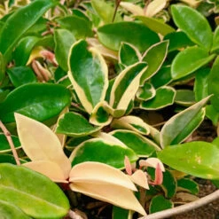 Hoya Krimson Princess Plant -Plant Life Decor Shop HoyakrimsonPrincess