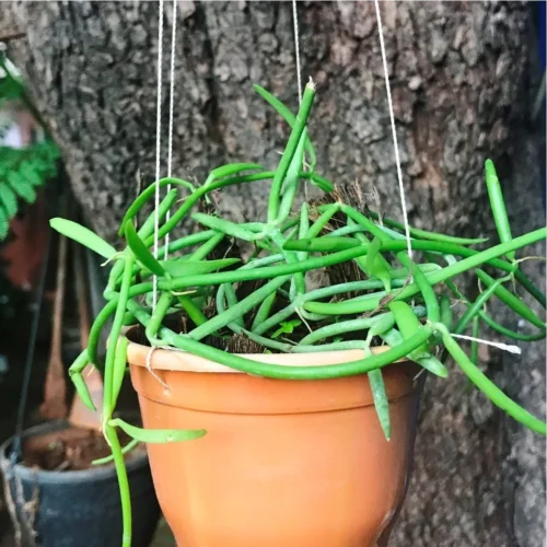 Dischidia Bengalensis Plant -Plant Life Decor Shop Hoyalinearis4 690b0f26 fc4c 4028 ad4b 480aacb33fc2