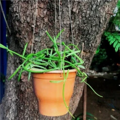 Dischidia Bengalensis Plant