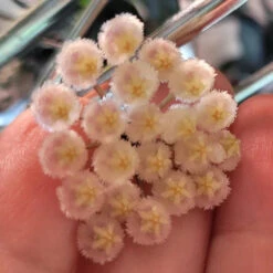 Hoya Macrophylla 'Pot Of Gold' Plant -Plant Life Decor Shop HoyamacrophyllaPotofGold 4