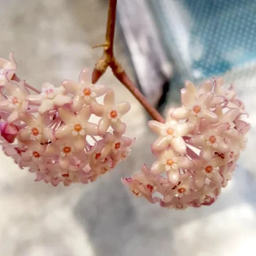 Hoya Macrophylla 'Pot Of Gold' Plant