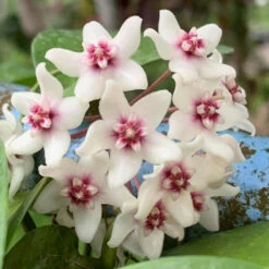 Hoya Naumanii Plant