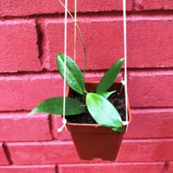 Hoya Neoebudica Plant -Plant Life Decor Shop Hoyaneoebudica 6