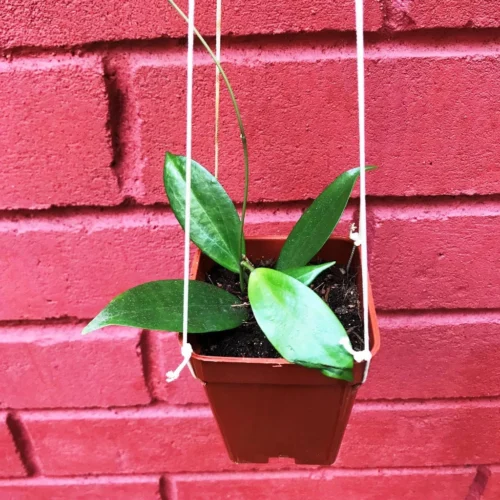 Hoya Neoebudica Plant -Plant Life Decor Shop Hoyaneoebudica 6