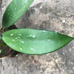 Hoya Pubicalyx Red Buttons Plant -Plant Life Decor Shop Hoyapubicalyxredbutton leaves