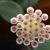 Hoya Sipitangensis Plant