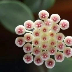 Hoya Sipitangensis Plant