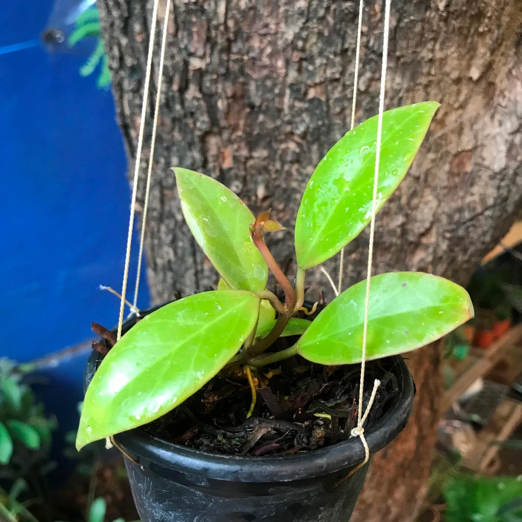 Hoya Obscura Sunrise Plant 4 Hoya Obscura Sunrise Plant - Image 4