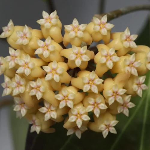 Hoya Sp. PNG SV 432 Plant