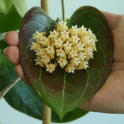 Hoya Sp. PNG SV 432 Plant -Plant Life Decor Shop Hoyasp.PNGSV432 5