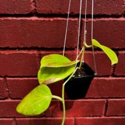 Hoya Sp. PNG SV 432 Plant -Plant Life Decor Shop Hoyasp.PNGSV432 2