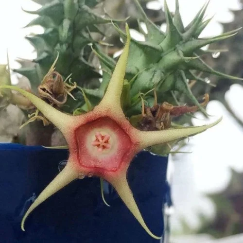 Huernia Verekeri Succulent Plant