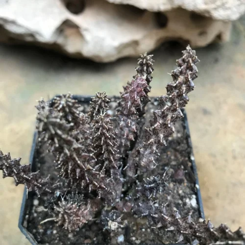 Huernia Erinacea Succulent Plant 5 Huernia Erinacea Succulent Plant -Plant Life Decor Shop HuerniaErinacea 5