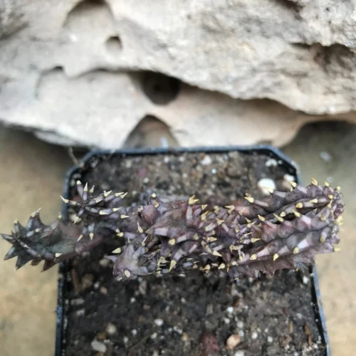 Huernia Hystrix Succulent Plant 6 Huernia Hystrix Succulent Plant -Plant Life Decor Shop HuerniaHystrix 1