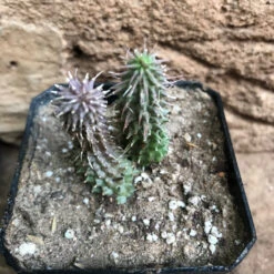 Huernia Pillansii Plant Succulent Plant -Plant Life Decor Shop HuerniaPillansii 2
