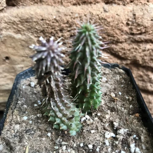 Huernia Pillansii Plant Succulent Plant 8 Huernia Pillansii Plant Succulent Plant -Plant Life Decor Shop HuerniaPillansii 3