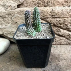 Huernia Pillansii Plant Succulent Plant -Plant Life Decor Shop HuerniaPillansii 4