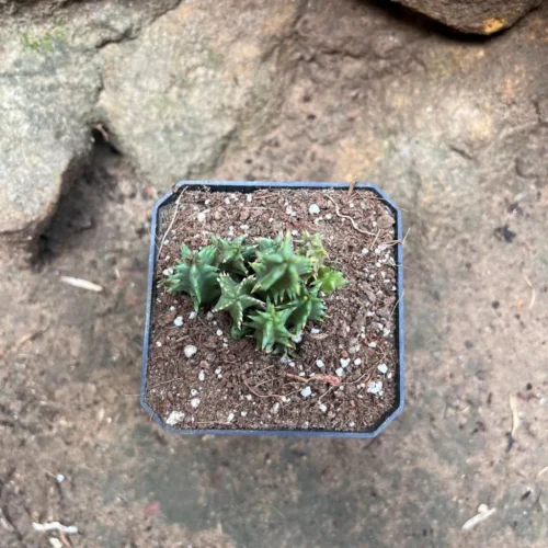 Huernia Pink Eye Succulent Plant 6 Huernia Pink Eye Succulent Plant -Plant Life Decor Shop HuerniaPinkEye 1