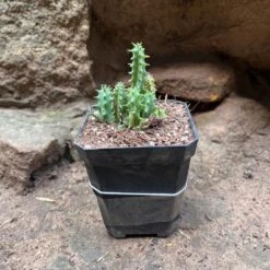 Huernia Pink Eye Succulent Plant -Plant Life Decor Shop HuerniaPinkEye