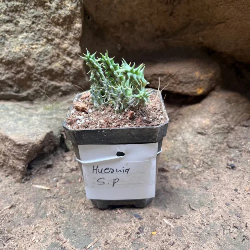 Huernia SP Succulent Plant 6 Huernia SP Succulent Plant -Plant Life Decor Shop HuerniaSP 1